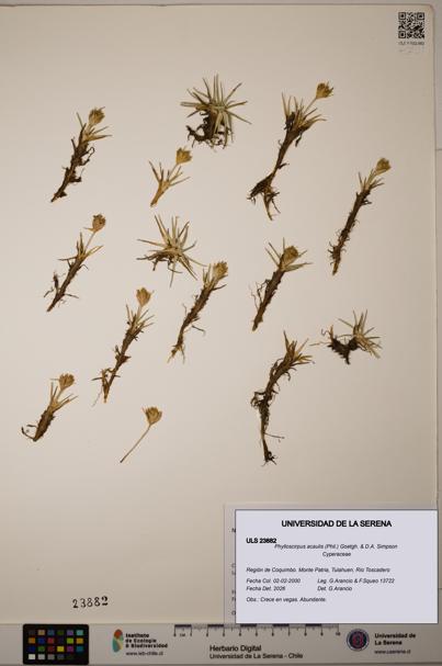 Phylloscirpus acaulis [Espécimen: ULS:ULS:0023882]