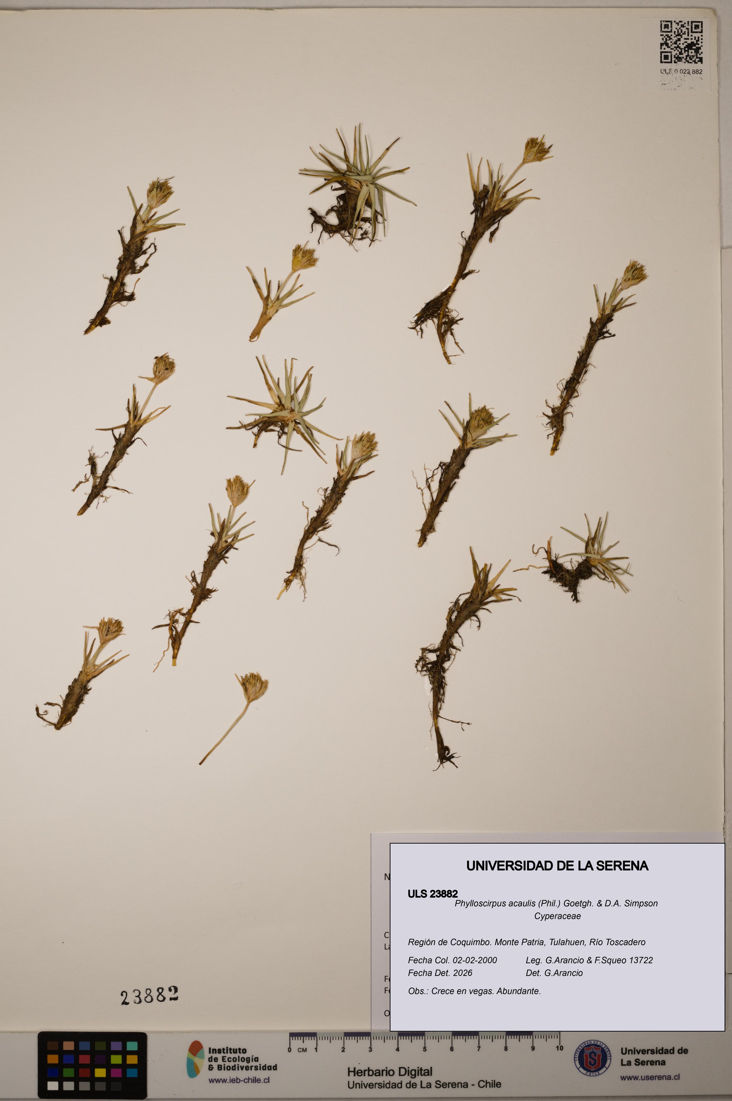 Phylloscirpus acaulis [Espécimen: ULS:ULS:0023882]