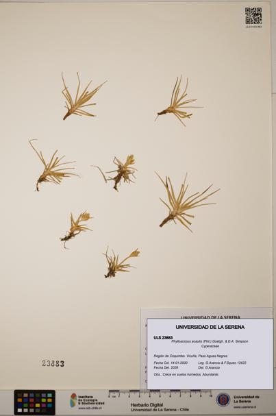 Phylloscirpus acaulis [Espécimen: ULS:ULS:0023883]