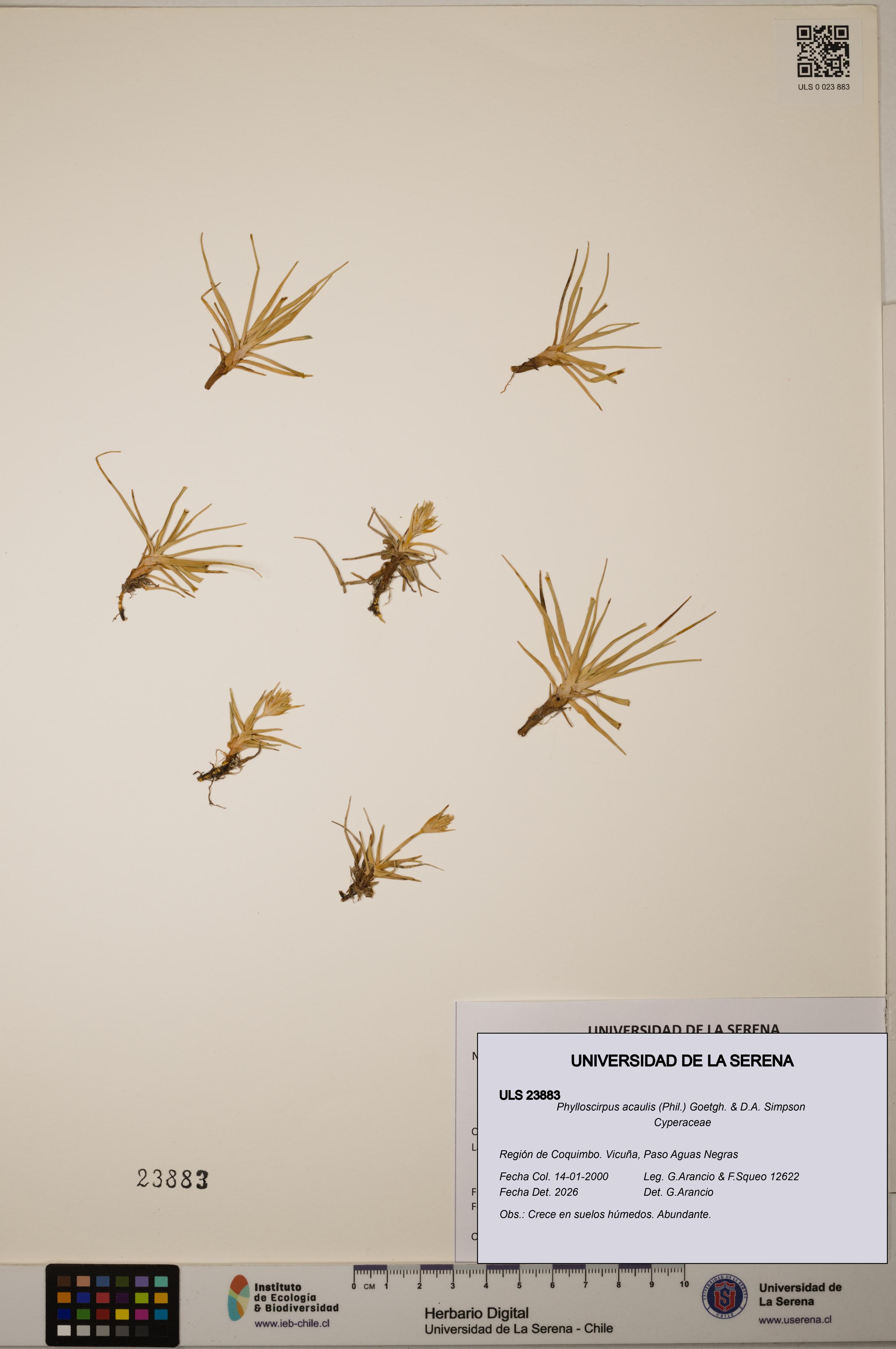 Phylloscirpus acaulis [Espécimen: ULS:ULS:0023883]