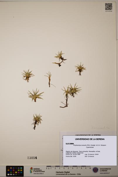 Phylloscirpus acaulis [Espécimen: ULS:ULS:0023884]