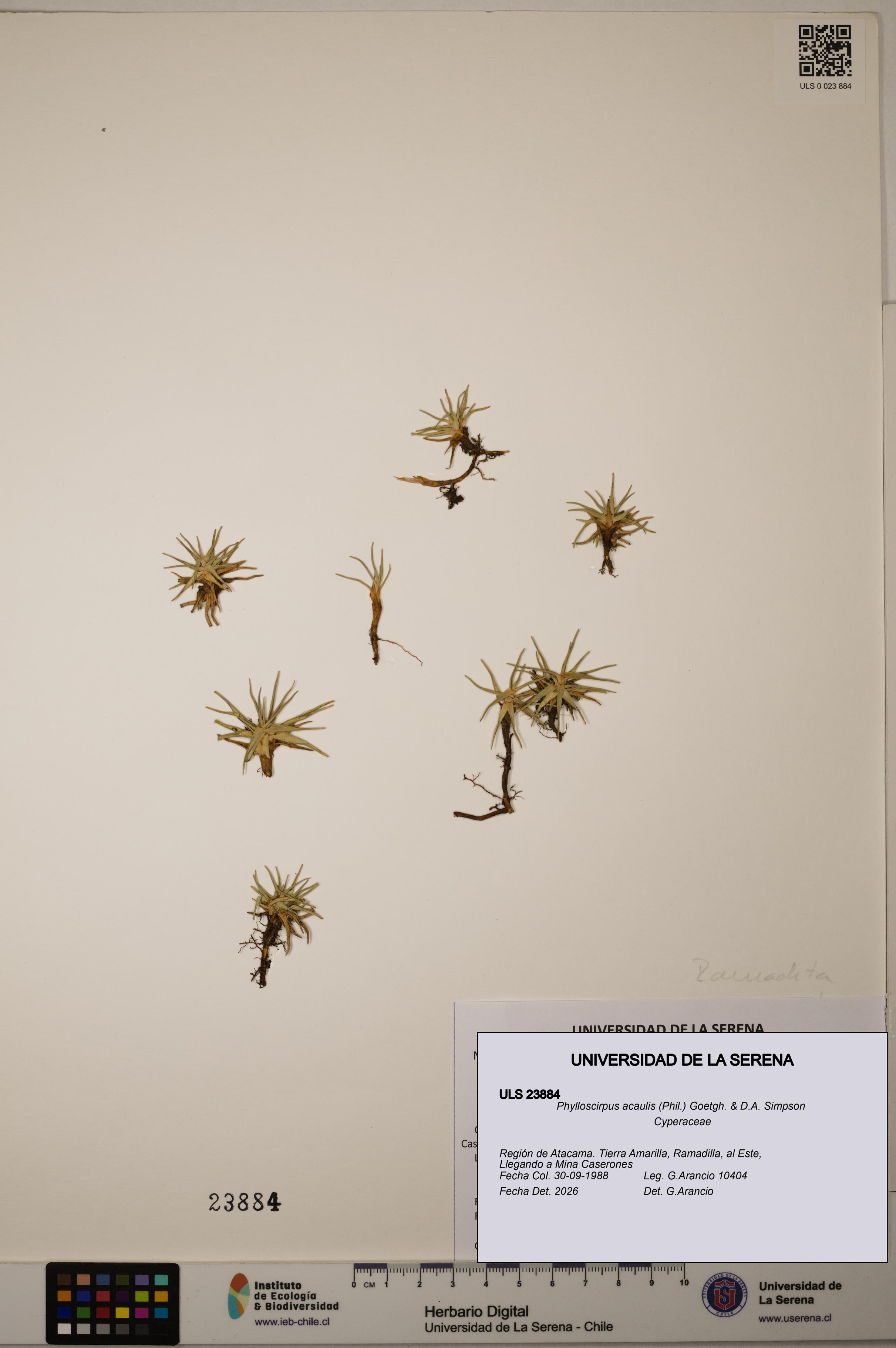 Phylloscirpus acaulis [Espécimen: ULS:ULS:0023884]
