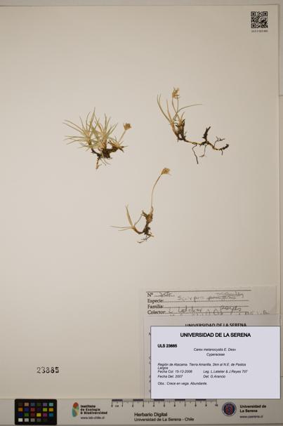 Carex melanocystis [Espécimen: ULS:ULS:0023885]