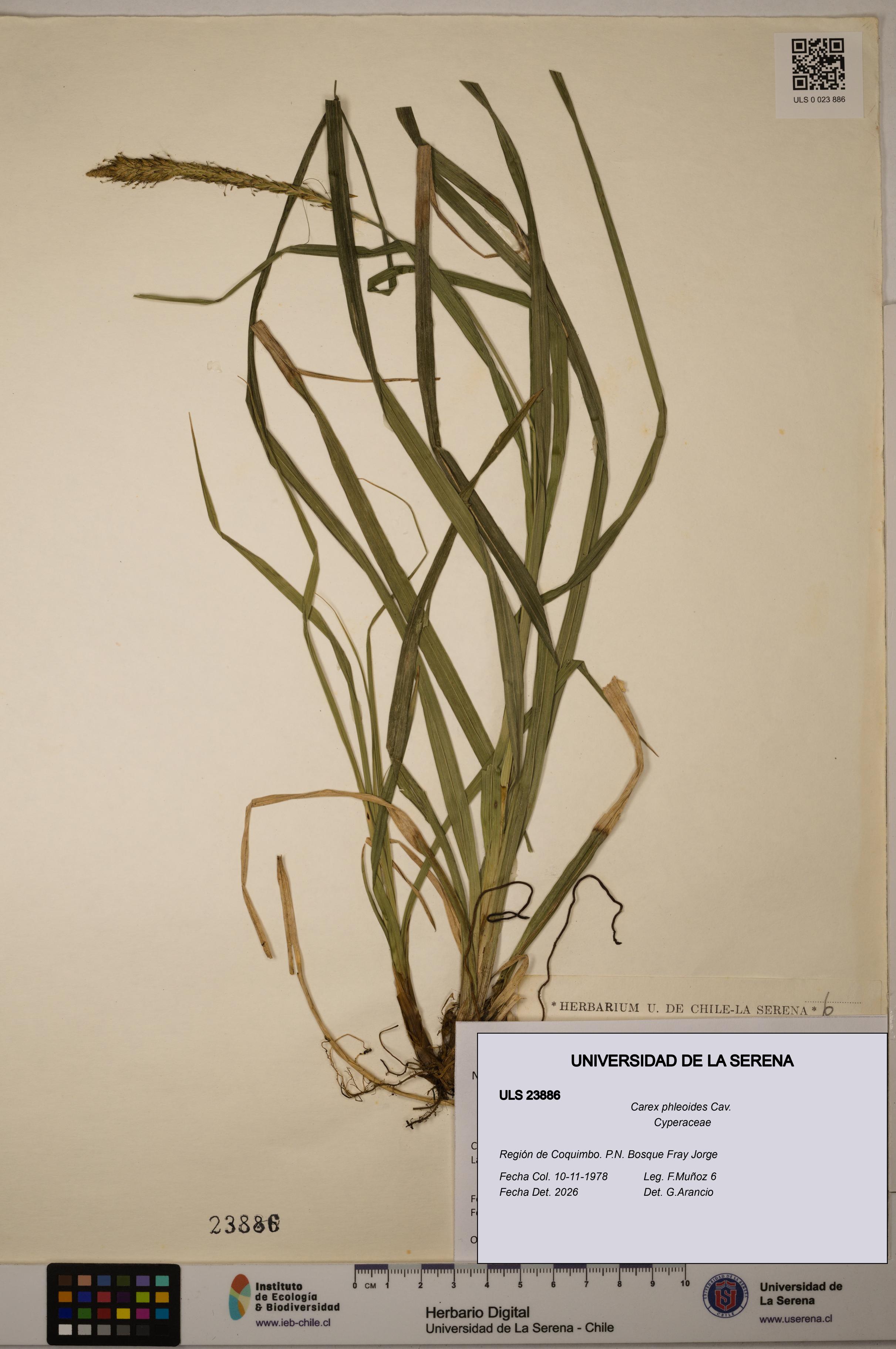 Carex phleoides [Espécimen: ULS:ULS:0023886]