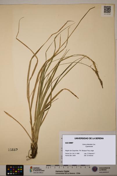 Carex phleoides [Espécimen: ULS:ULS:0023887]