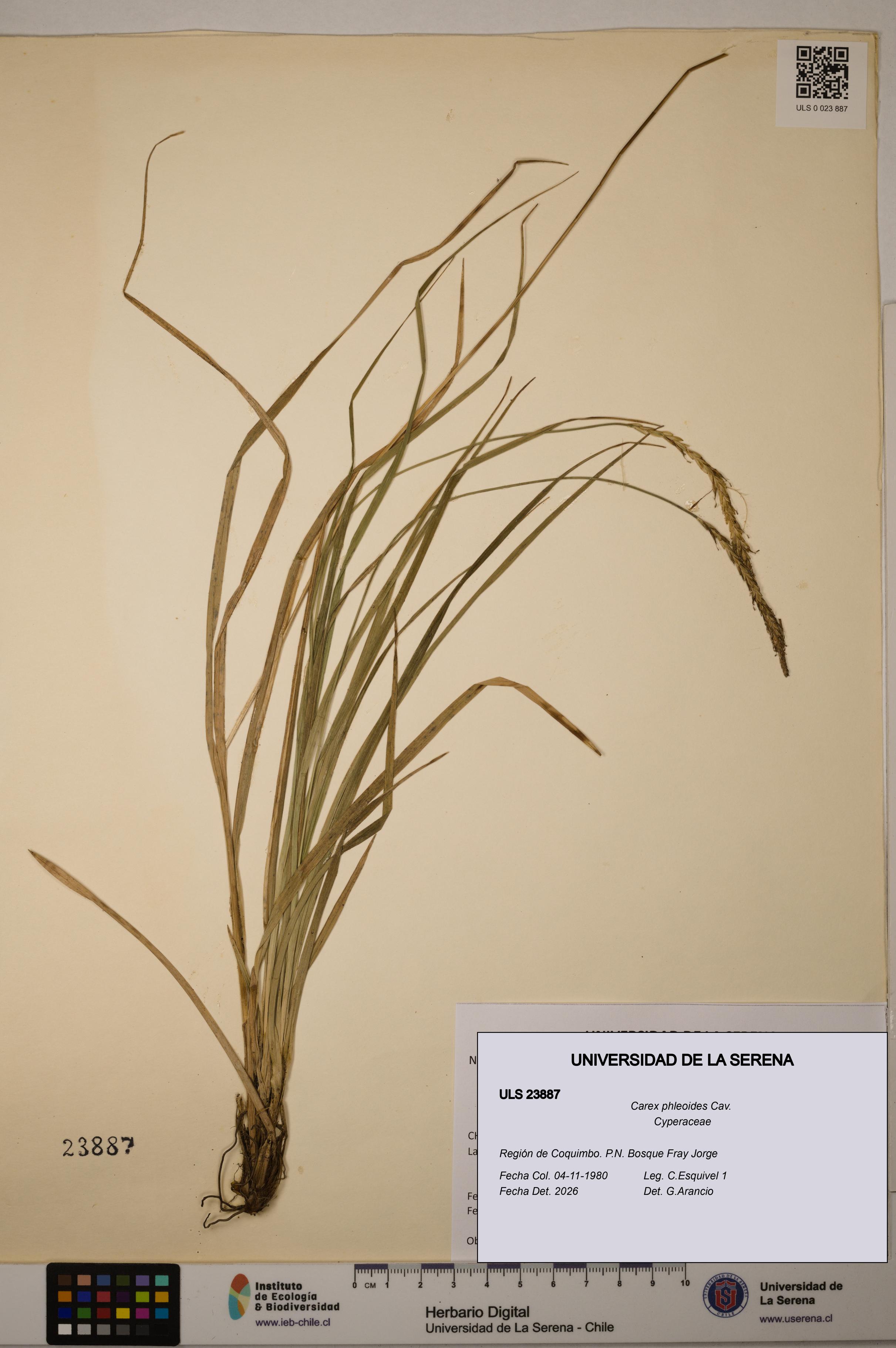 Carex phleoides [Espécimen: ULS:ULS:0023887]