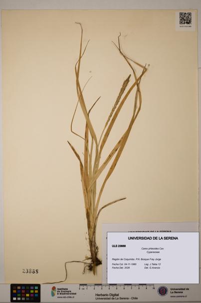 Carex phleoides [Espécimen: ULS:ULS:0023888]