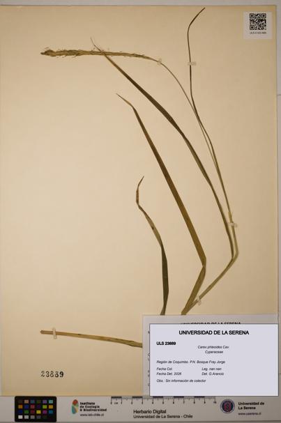 Carex phleoides [Espécimen: ULS:ULS:0023889]