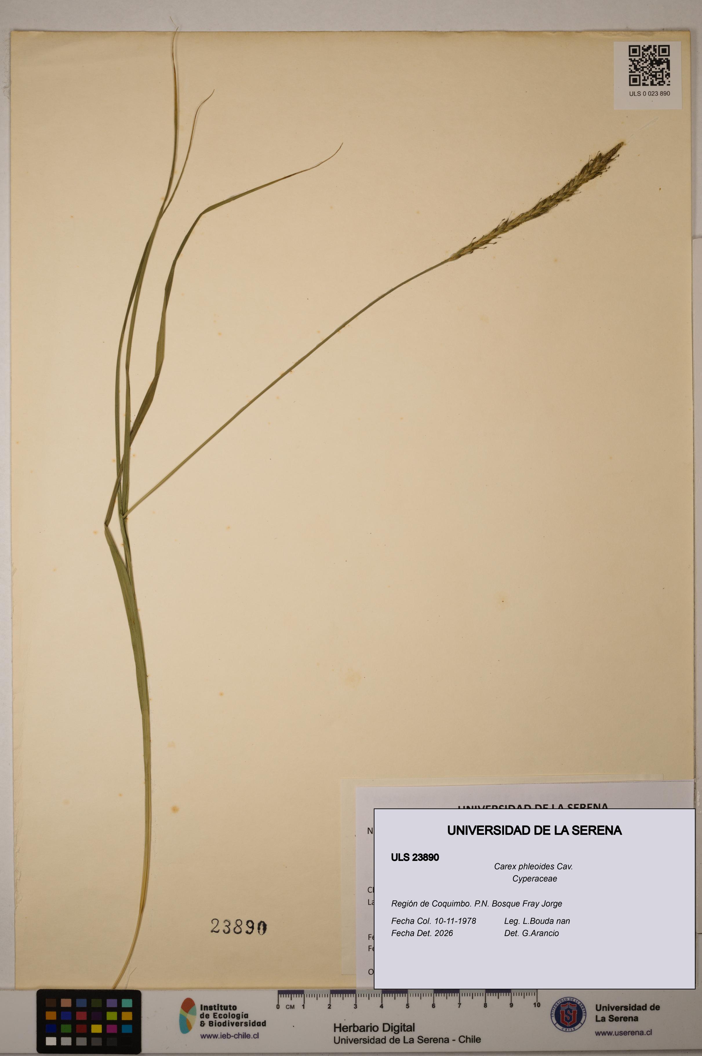 Carex phleoides [Espécimen: ULS:ULS:0023890]
