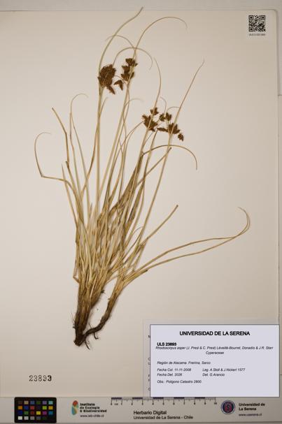 Rhodoscirpus asper [Espécimen: ]