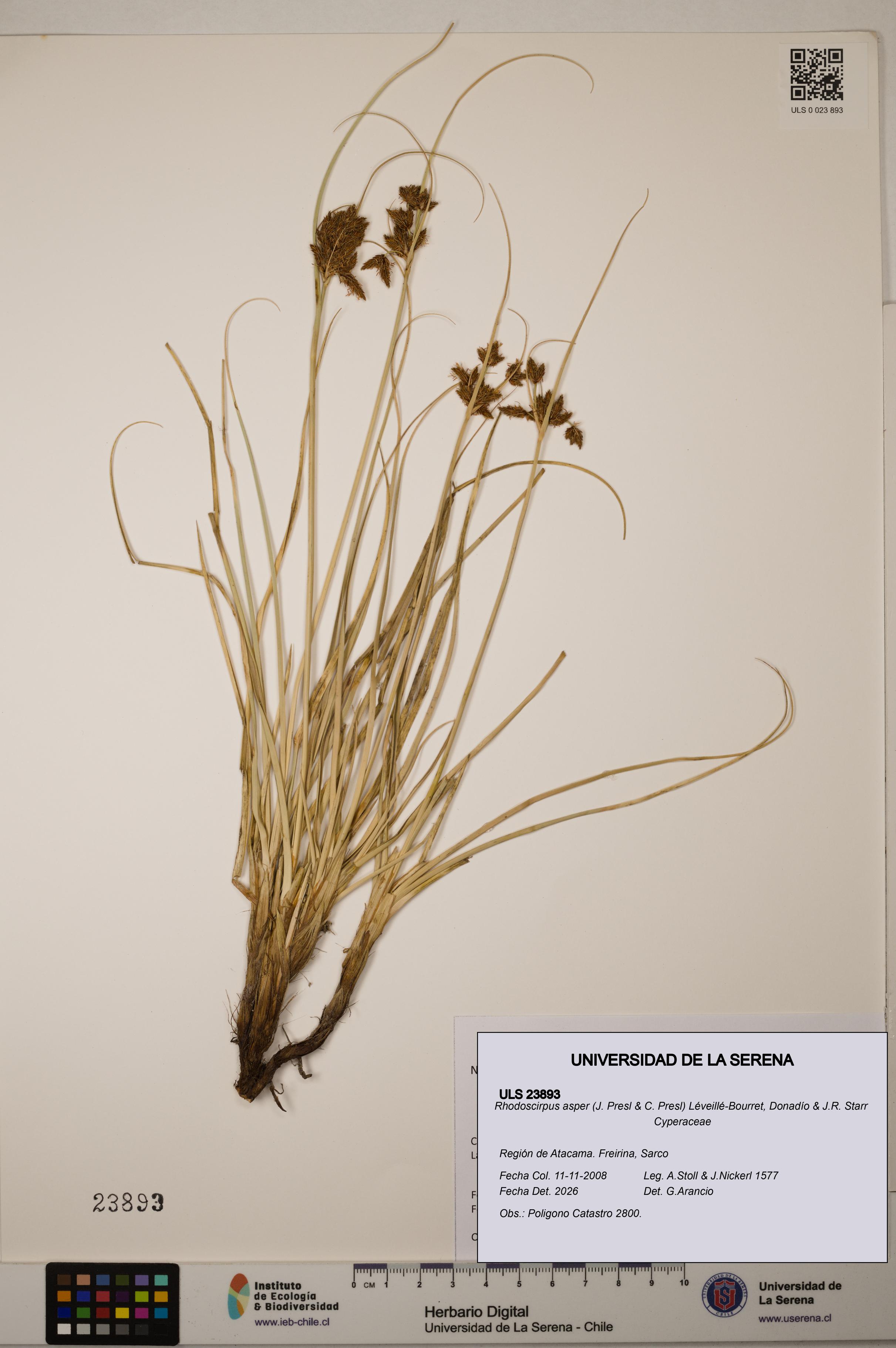 Rhodoscirpus asper [Espécimen: ]