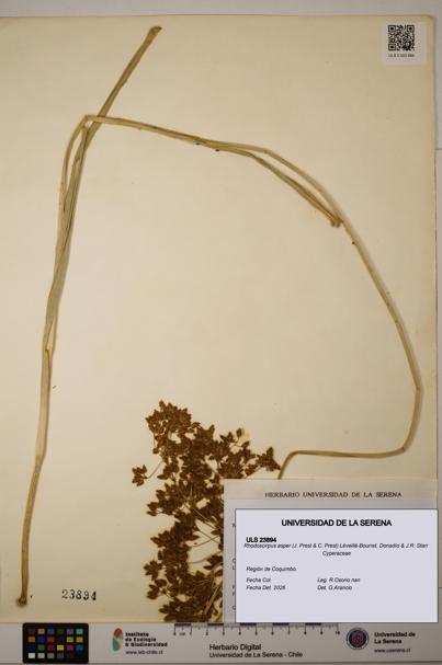 Rhodoscirpus asper [Espécimen: ]