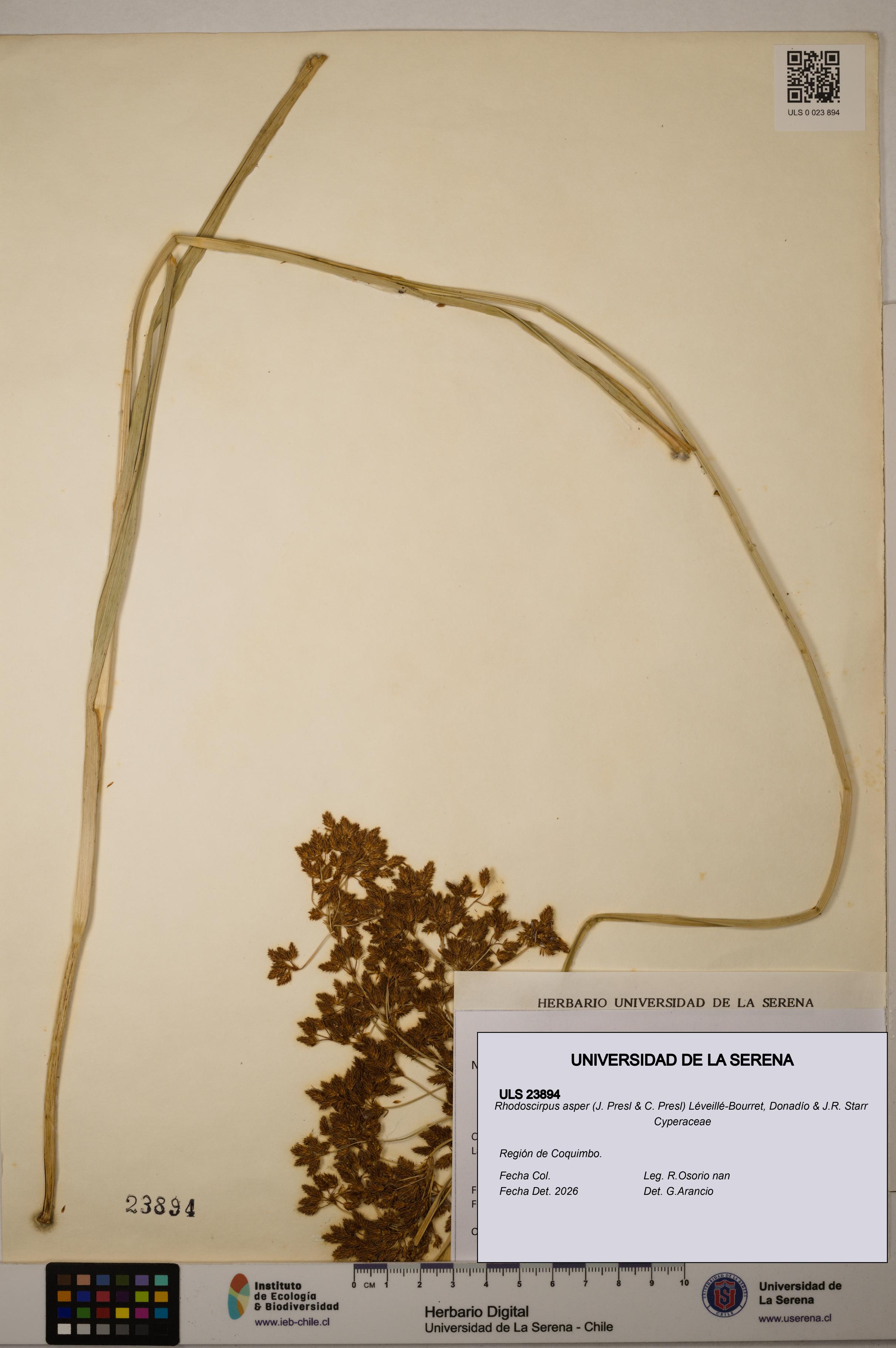 Rhodoscirpus asper [Espécimen: ]