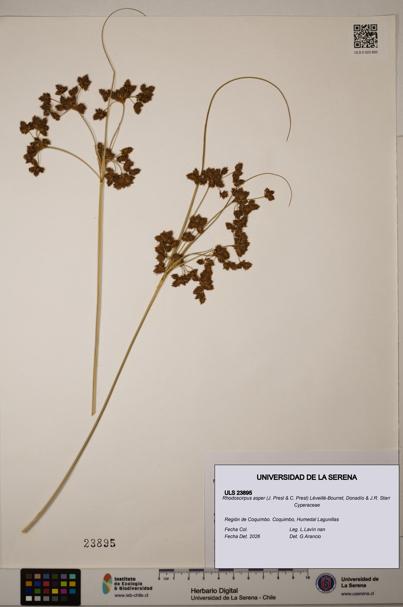 Rhodoscirpus asper [Espécimen: ]