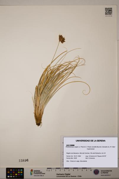 Rhodoscirpus asper [Espécimen: ]
