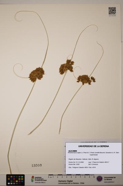 Rhodoscirpus asper [Espécimen: ]