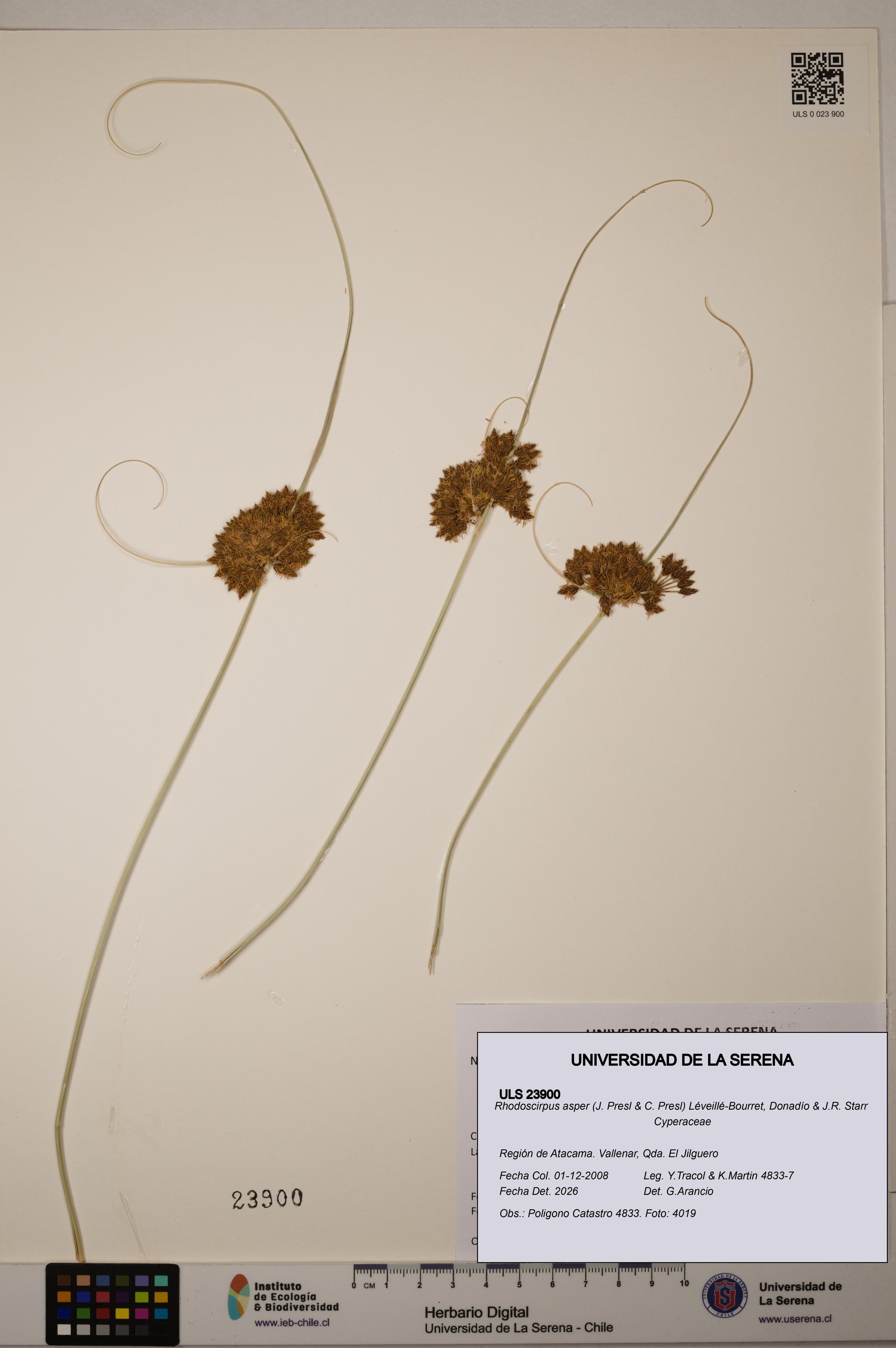 Rhodoscirpus asper [Espécimen: ]