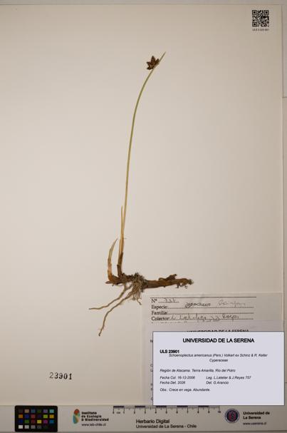 Schoenoplectus americanus [Espécimen: ]