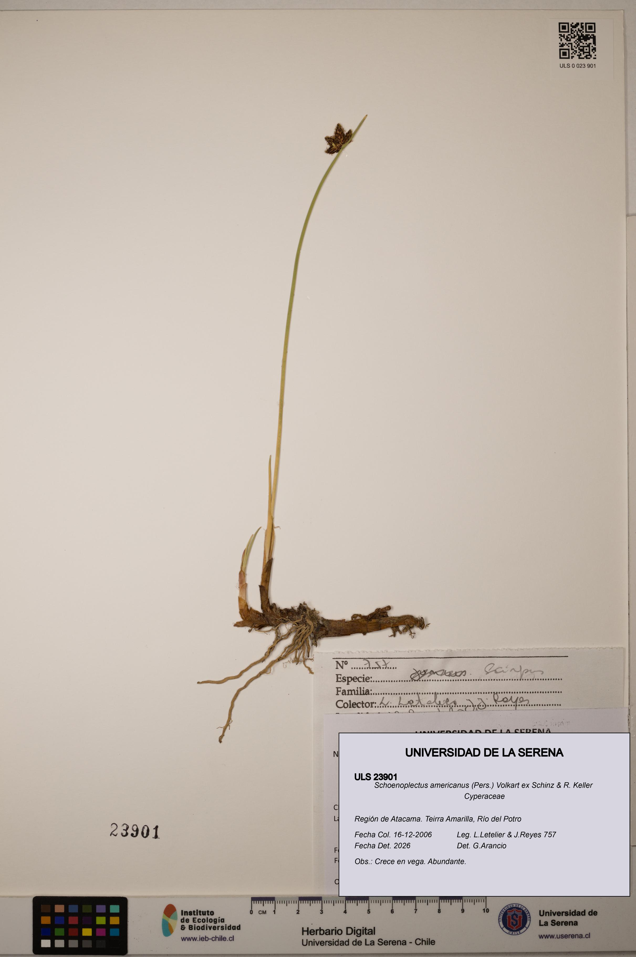 Schoenoplectus americanus [Espécimen: ]