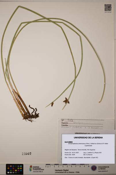 Schoenoplectus americanus [Espécimen: ]