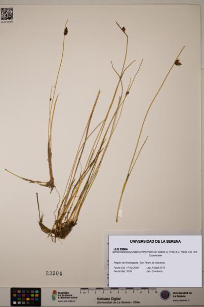 Schoenoplectus pungens [Espécimen: ]