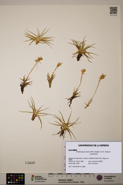 Phylloscirpus acaulis [Espécimen: ULS:ULS:0023905]