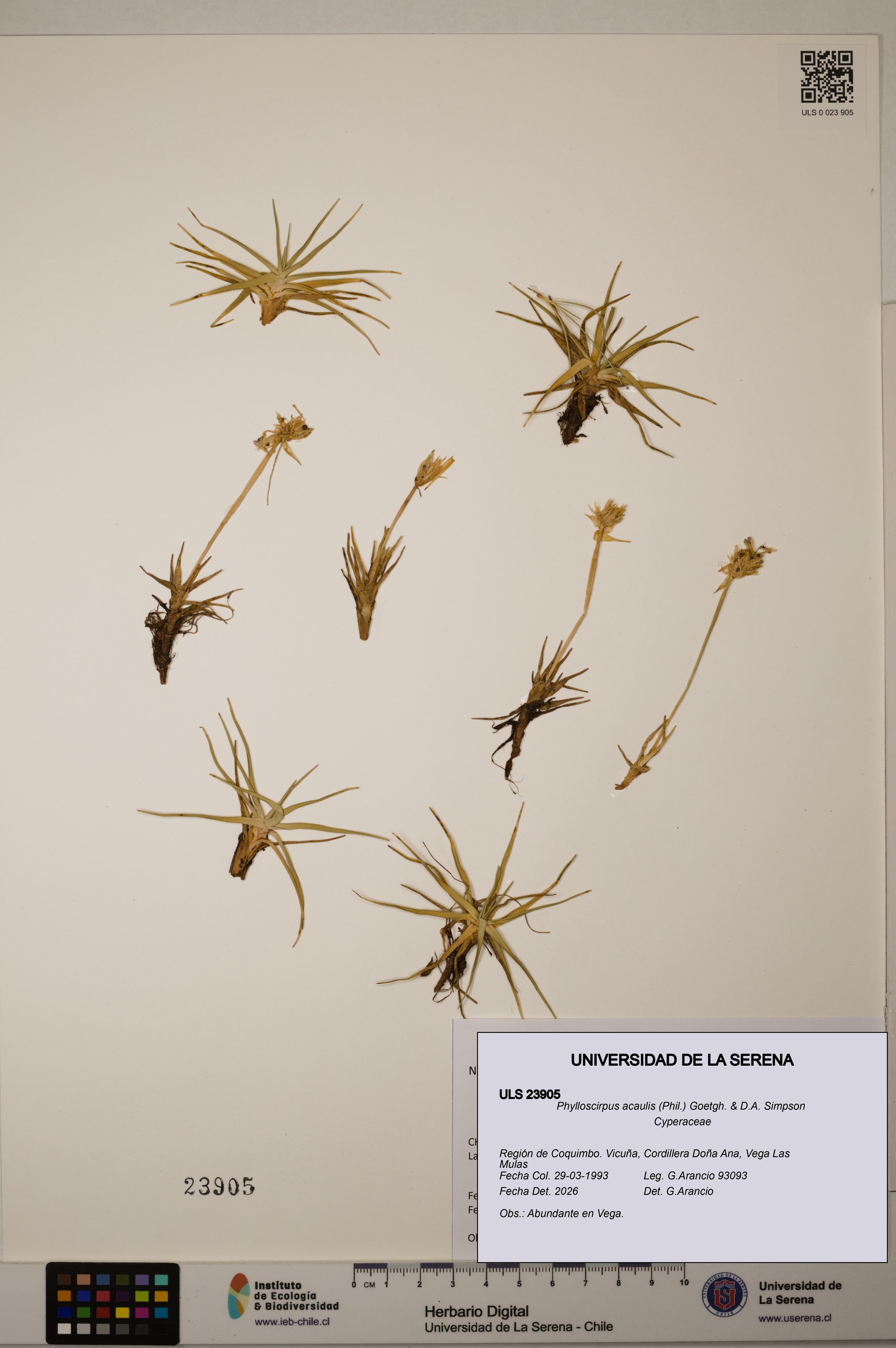 Phylloscirpus acaulis [Espécimen: ULS:ULS:0023905]