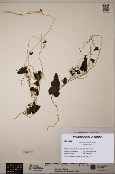 Dioscorea auriculata [Espécimen: ULS:ULS:0023909]