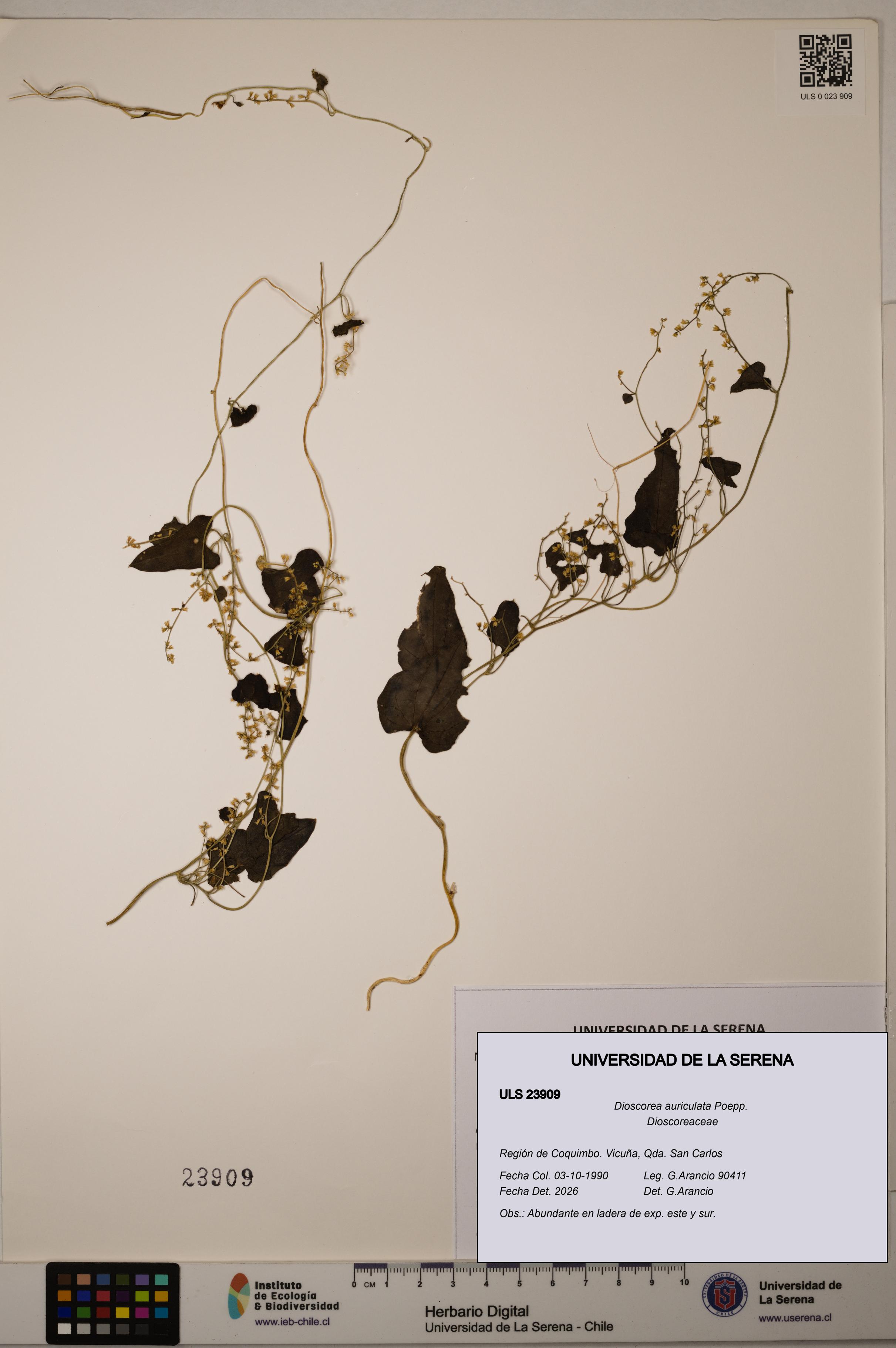Dioscorea auriculata [Espécimen: ULS:ULS:0023909]