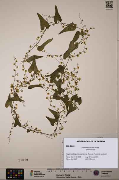 Dioscorea auriculata [Espécimen: ULS:ULS:0023910]