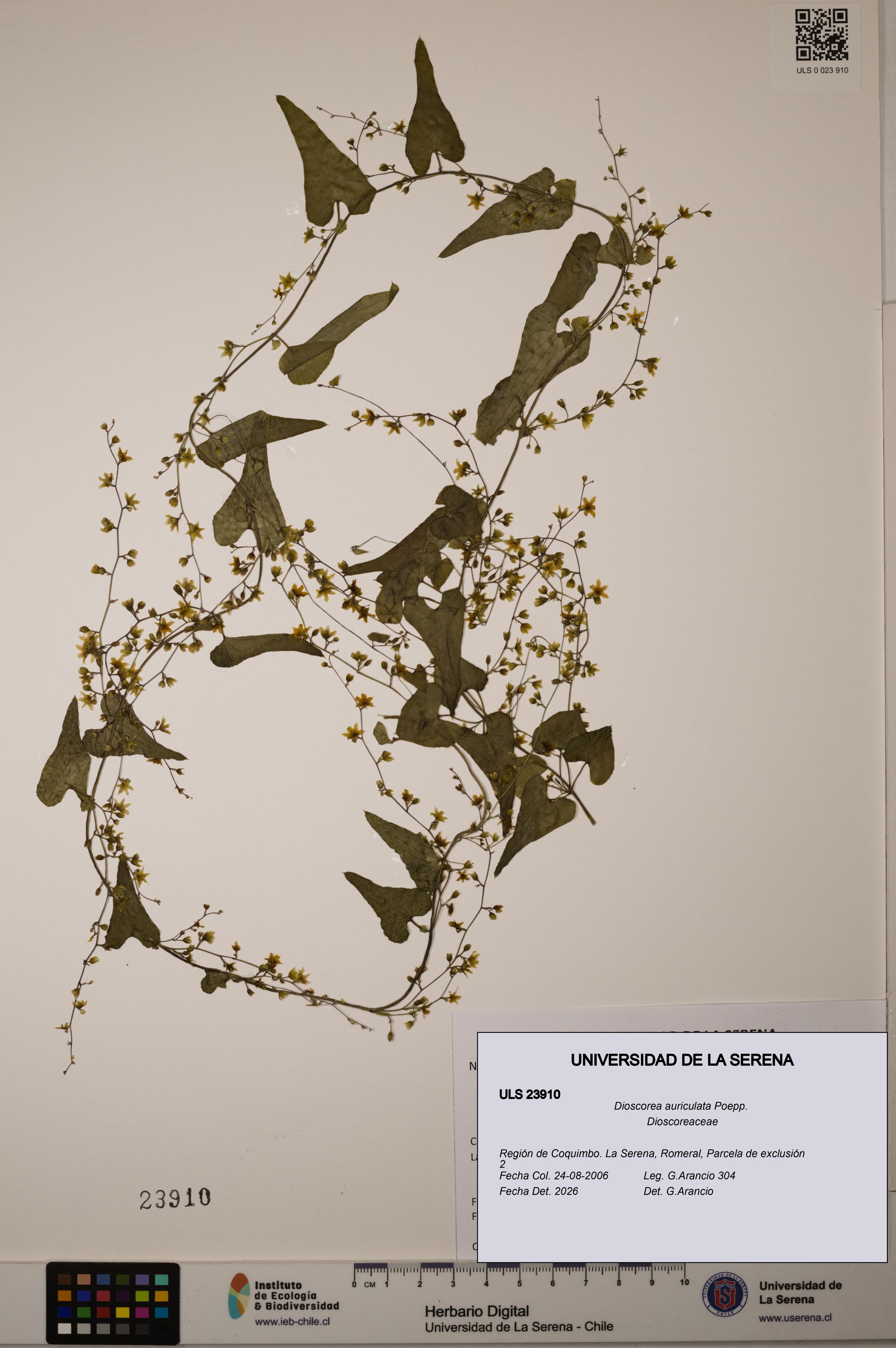 Dioscorea auriculata [Espécimen: ULS:ULS:0023910]