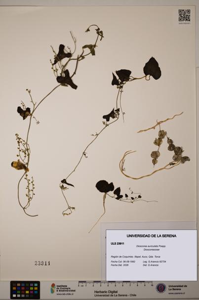 Dioscorea auriculata [Espécimen: ULS:ULS:0023911]