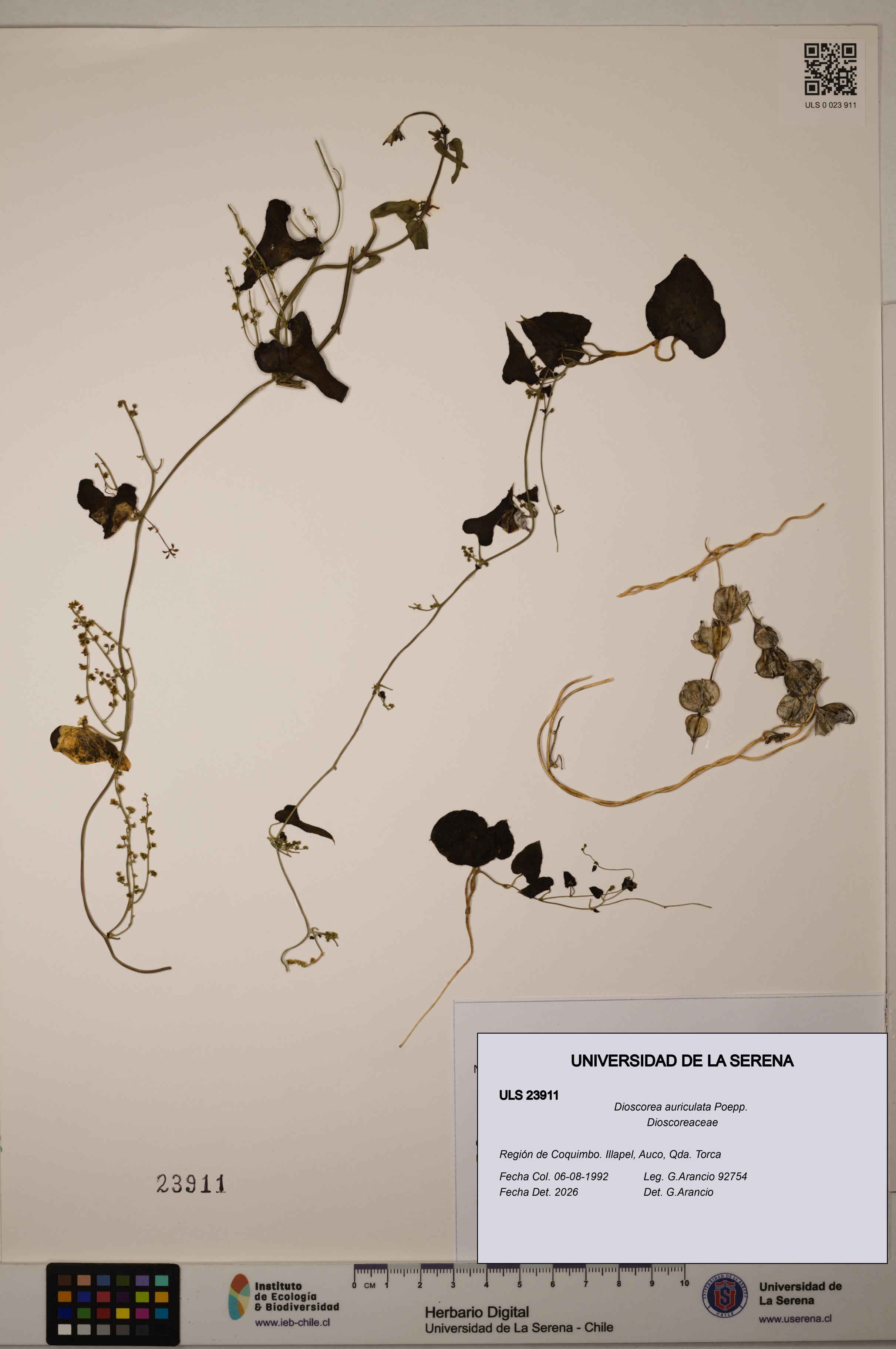 Dioscorea auriculata [Espécimen: ULS:ULS:0023911]