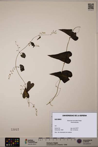 Dioscorea auriculata [Espécimen: ULS:ULS:0023912]