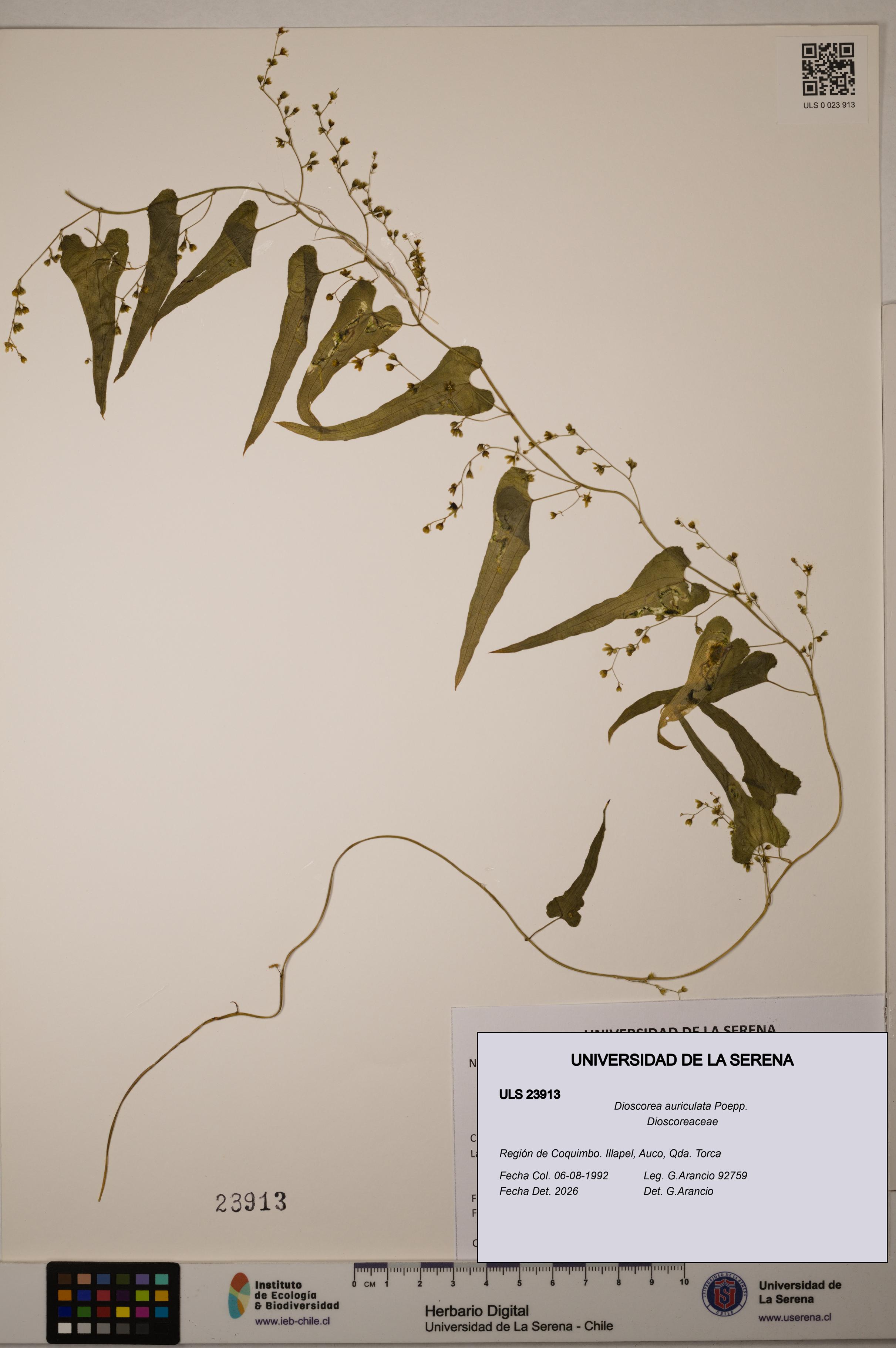 Dioscorea auriculata [Espécimen: ULS:ULS:0023913]