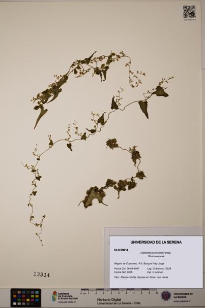 Dioscorea auriculata [Espécimen: ULS:ULS:0023914]