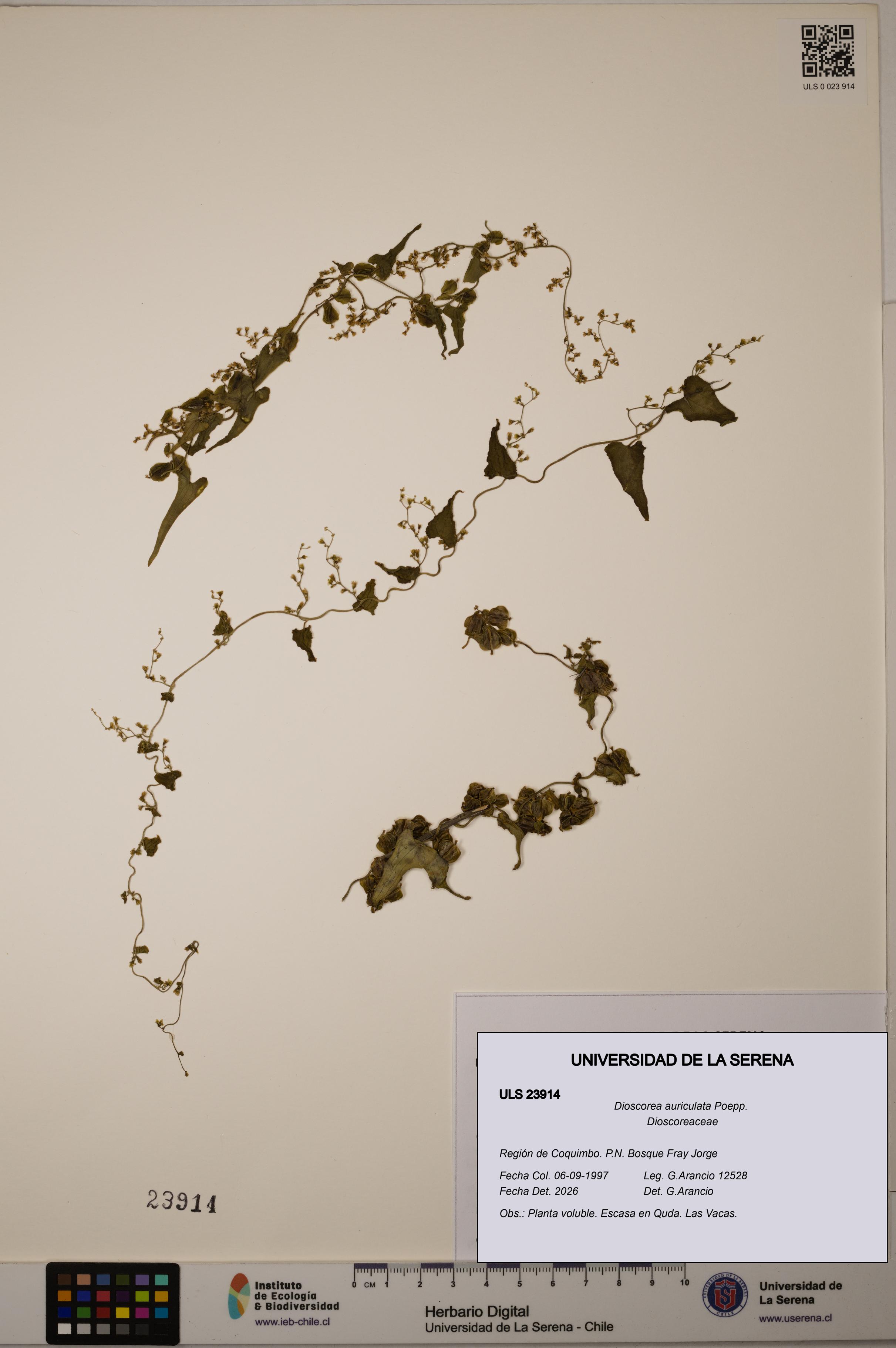 Dioscorea auriculata [Espécimen: ULS:ULS:0023914]