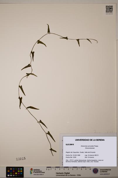 Dioscorea auriculata [Espécimen: ULS:ULS:0023915]