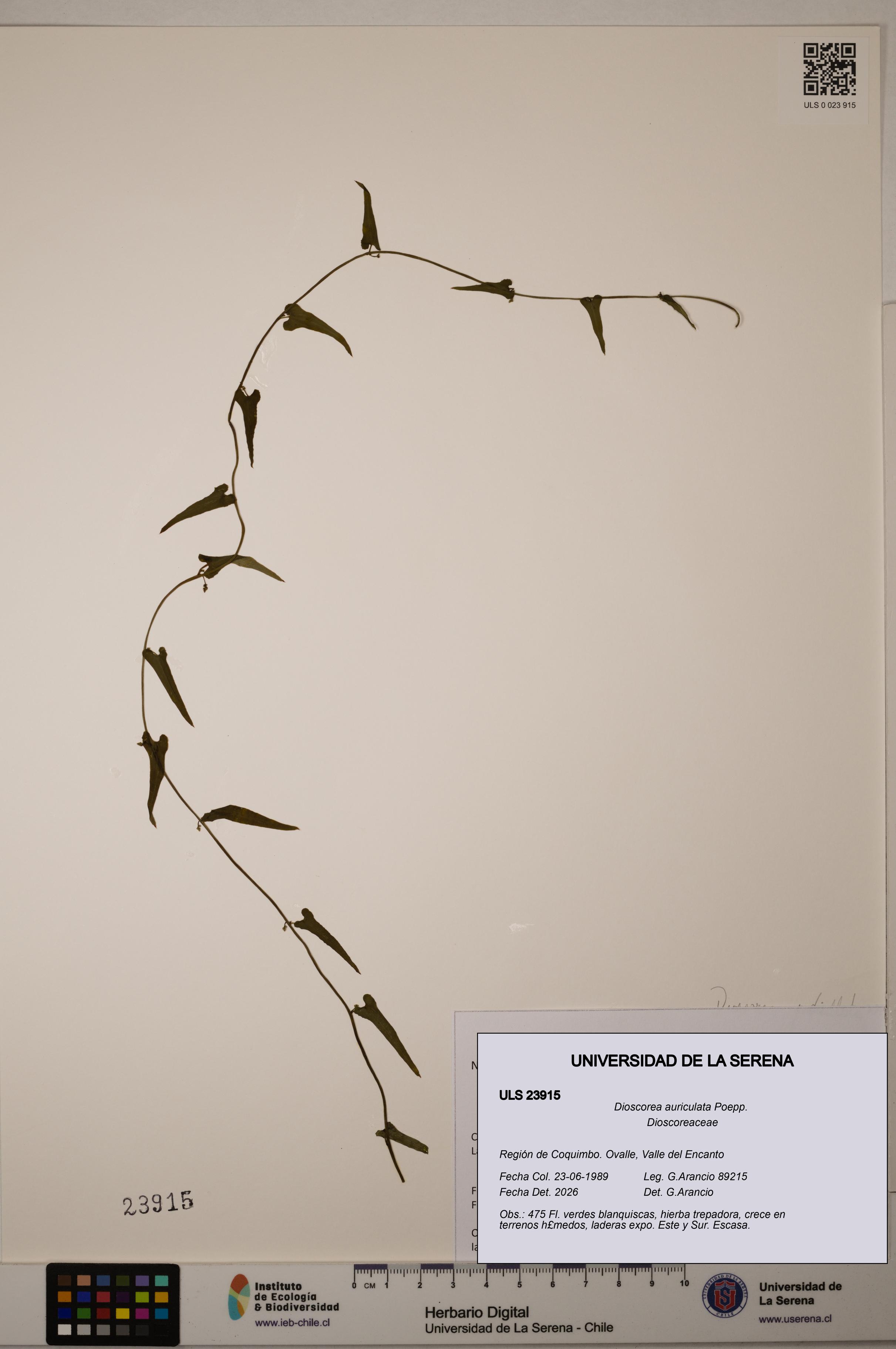 Dioscorea auriculata [Espécimen: ULS:ULS:0023915]