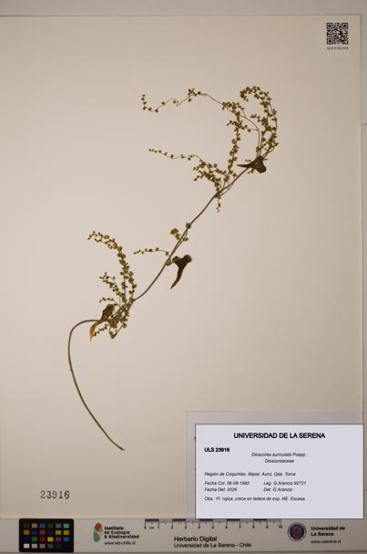 Dioscorea auriculata [Espécimen: ULS:ULS:0023916]