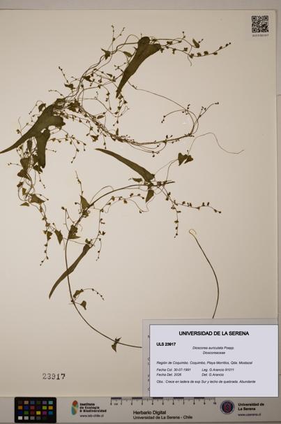 Dioscorea auriculata [Espécimen: ULS:ULS:0023917]