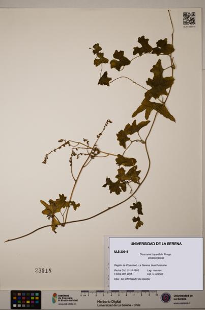 Dioscorea bryoniifolia [Espécimen: ULS:ULS:0023918]