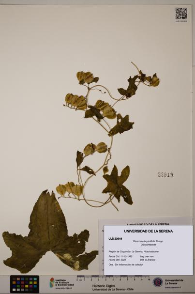 Dioscorea bryoniifolia [Espécimen: ULS:ULS:0023919]