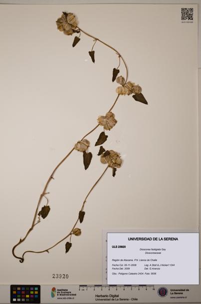 Dioscorea fastigiata [Espécimen: ULS:ULS:0023920]