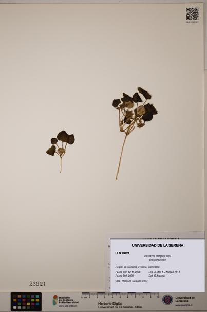 Dioscorea fastigiata [Espécimen: ULS:ULS:0023921]