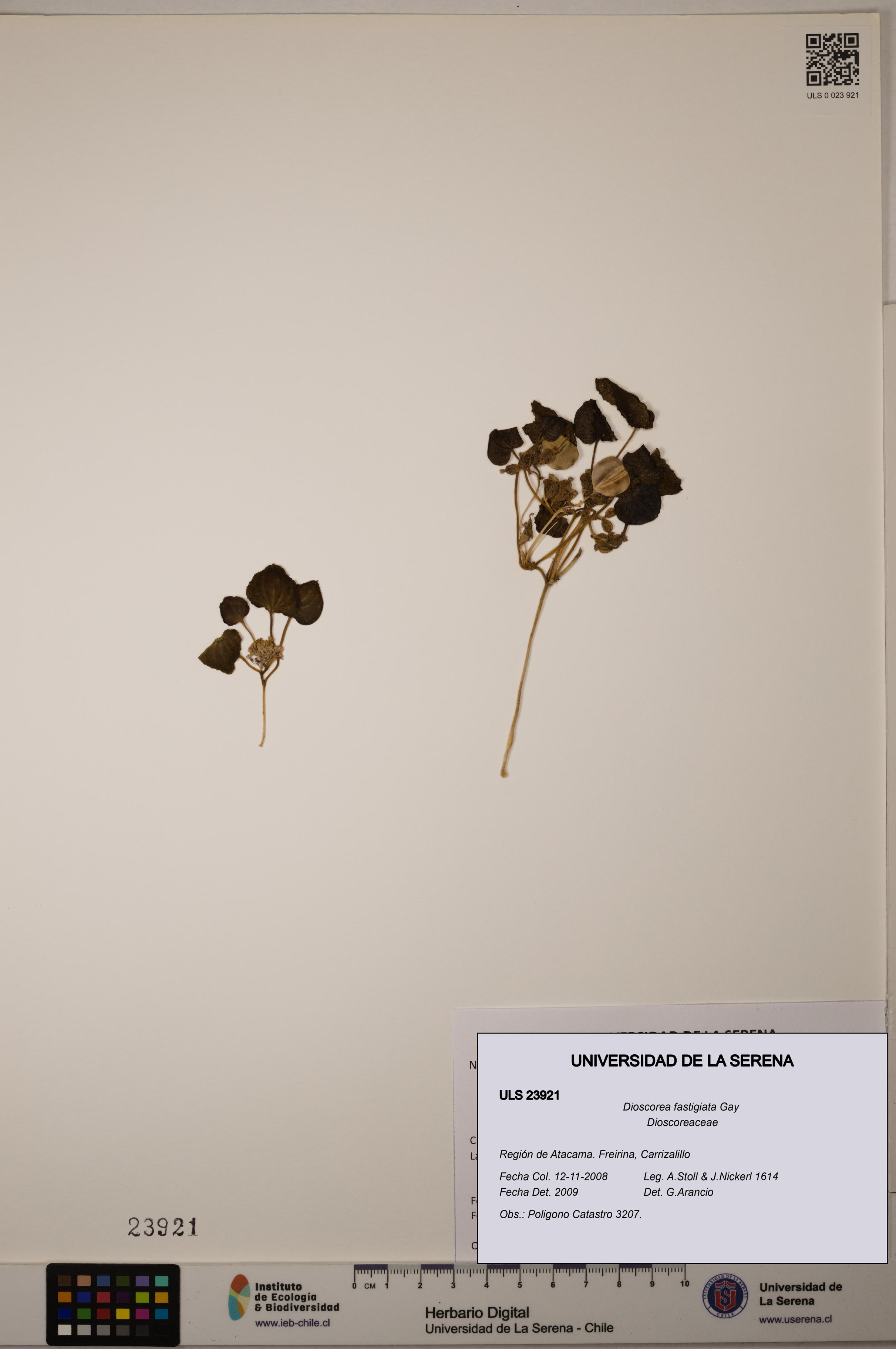 Dioscorea fastigiata [Espécimen: ULS:ULS:0023921]