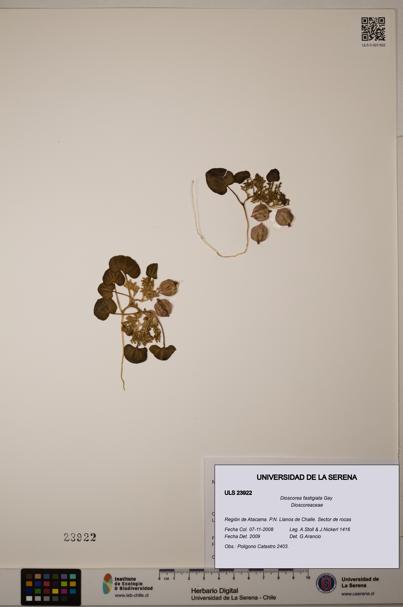 Dioscorea fastigiata [Espécimen: ULS:ULS:0023922]