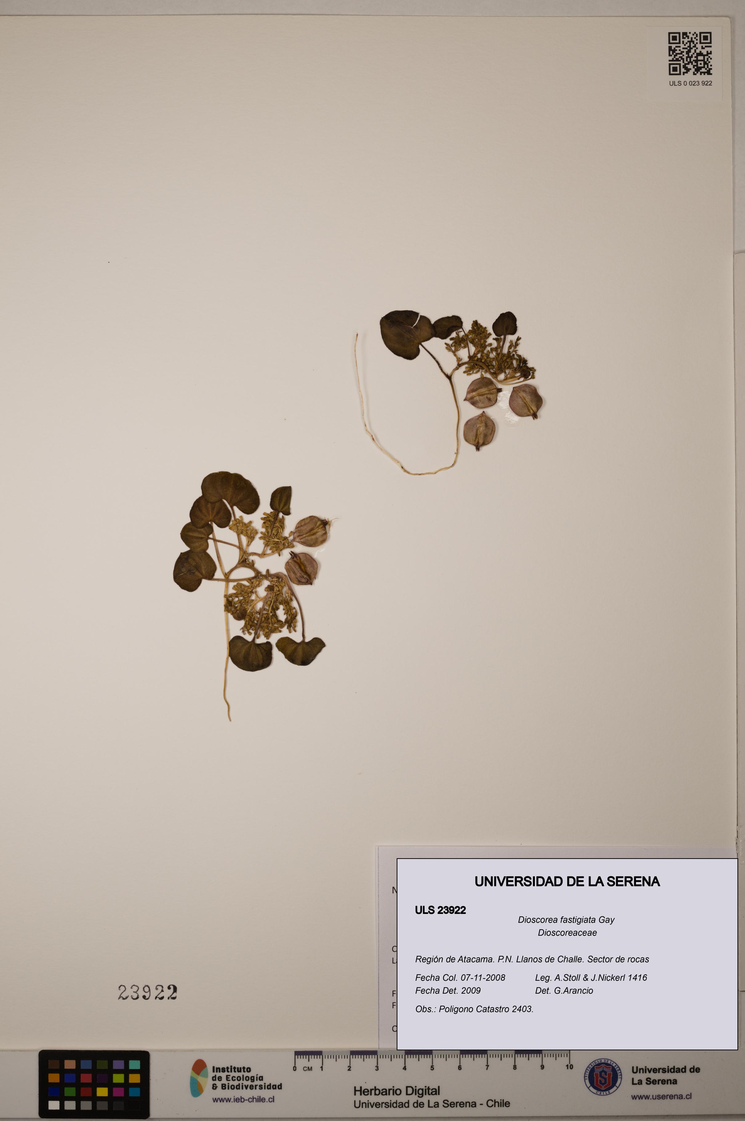 Dioscorea fastigiata [Espécimen: ULS:ULS:0023922]