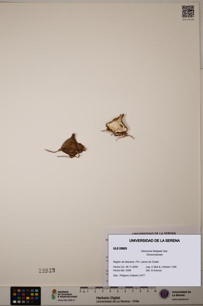 Dioscorea fastigiata [Espécimen: ULS:ULS:0023923]