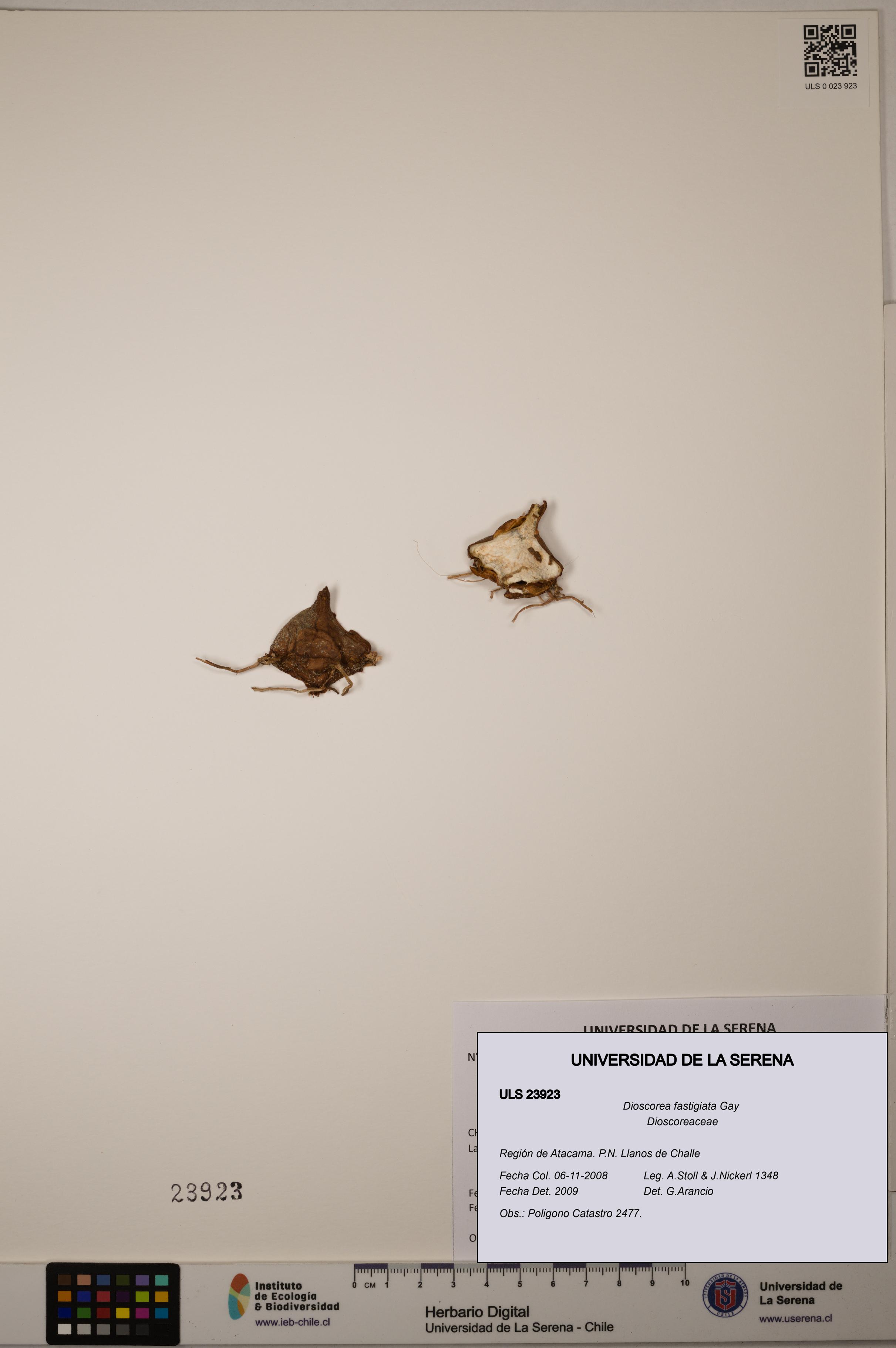 Dioscorea fastigiata [Espécimen: ULS:ULS:0023923]